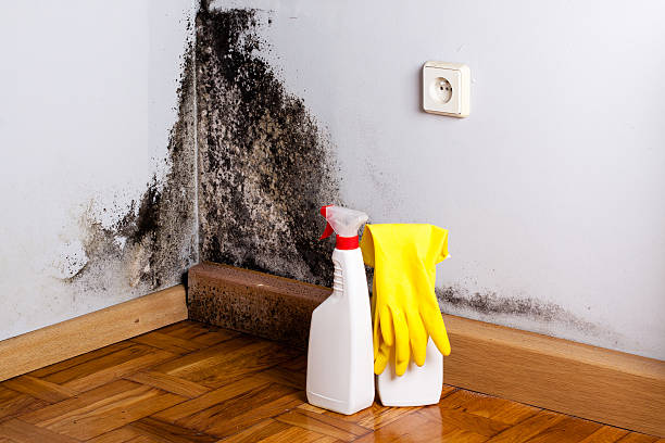 Best White Mold Remediation in USA